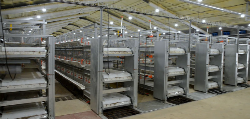 華全官網丨保供電，守安全！華全1000千瓦發電機組助力養殖企業高質量發展